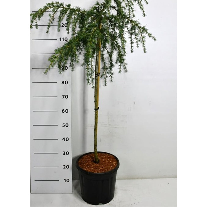 Himalayaceder – Cedrus deodara 'Feelin' Blue' - C18 80 cm. Stam
